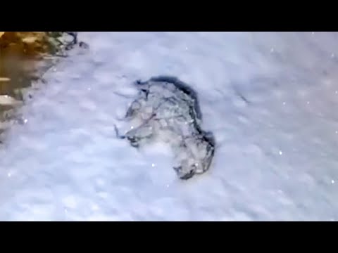 A stray wolf puppy froze in the middle of a snowstorm, everyone thought it was dead until...