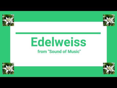 WHITE FLOWER VC I - Edelweiss