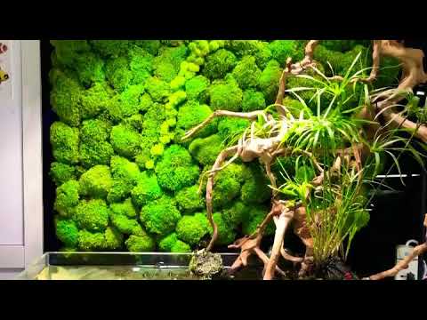 Planted Freshwater Discus Aquarium at BPK Dubai
