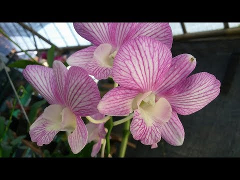 Windowsill orchid - Grow Orchids inside (indoor) - Orchids on the Windowsill
