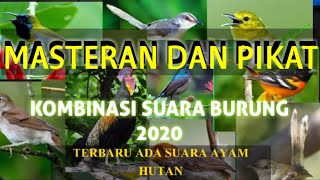 Download lagu Suara Burung Ribut  || Versi Terbaru 2020 Ada Suara Ayam hutan mp3