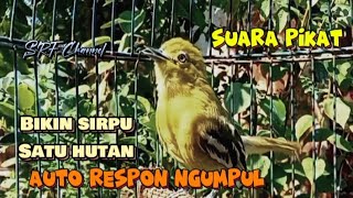 Download lagu Suara pikat burung sirpu terbaru paling ampuh!, suara sirtu jantan betina ribut di alam liar mp3