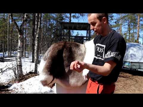 How to buy reindeer hide,skin,rug.