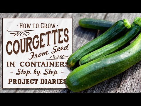 How to: Grow Zucchini From Seed in Containers (Step By Step Guide)