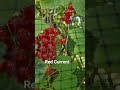 Fruit S From Allotment Red Current Allotment Vlog Asmr ShortsVid