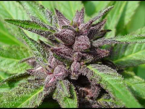 GookstaZ ft. 2-SiCc & TanibaL - Mary Grapes