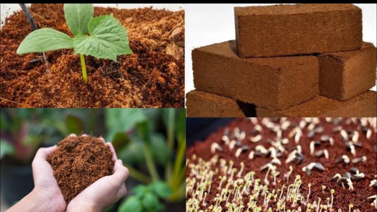 High-Quality Cocopeat Export | Axia Exports Sri Lanka | Hydroponic Grow Bags #cocopeat #cococoir 