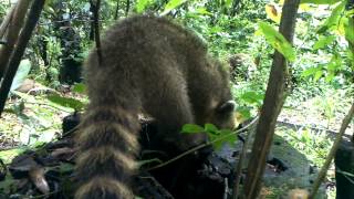 preview picture of video 'Coati (neusberen) at Iguaçu National Park, Brazil (HD)'