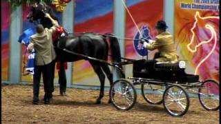 preview picture of video 'SYP High Definition -- World Champion Morgan Park Harness 2009'