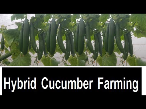, title : 'Hybrid Cucumber Farming'
