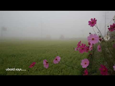 Meditation & Relaxation Music Videos -Meadows, Flowers by Ubaid says