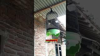 Download lagu Pijantung gunung gacor nembak kasar speed rapat 👍 mp3