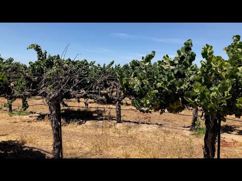Managing Vineyard Pests & Diseases in a Dry Year