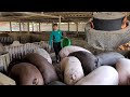 Pig Farming Use Pig Manure As Biogas To Cook Pig Feed Episode164