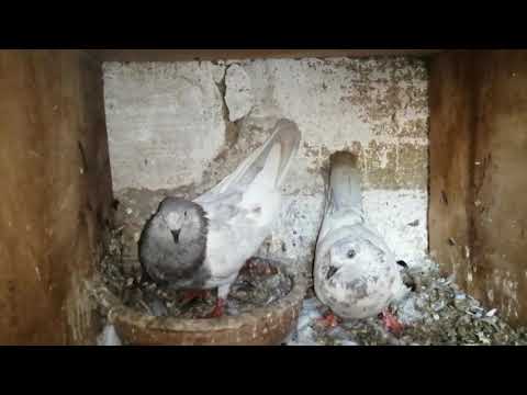 05 Supiri Paravi - සුපිරි පරවි - Madampe Nihal - timing pigeon - highflyin