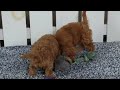 Cavapoo dogs for sale: Paige - Video 1