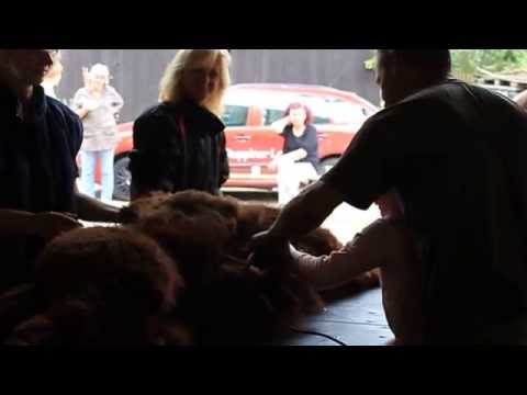 Alpaka Schur Nordrhein-Westfalen Sonneborn