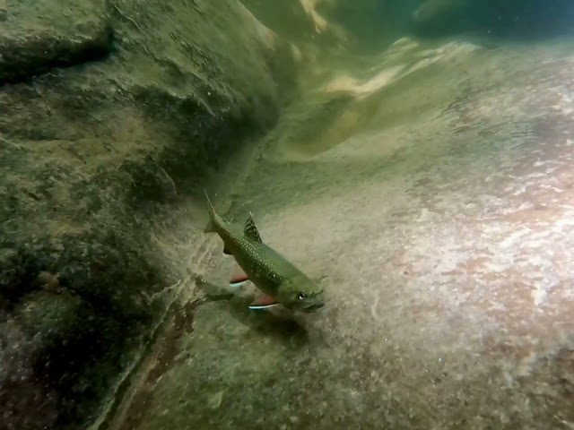 Judge.me YouTube video placeholder