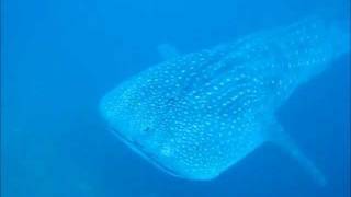 preview picture of video 'Whale shark in MOALBOAL-1'