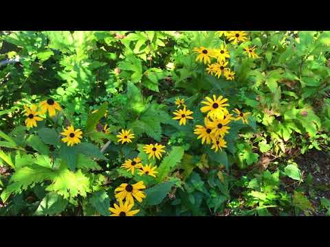 Help Me Redesign Our Front Garden Beds/A Mid-Summer Garden Tour