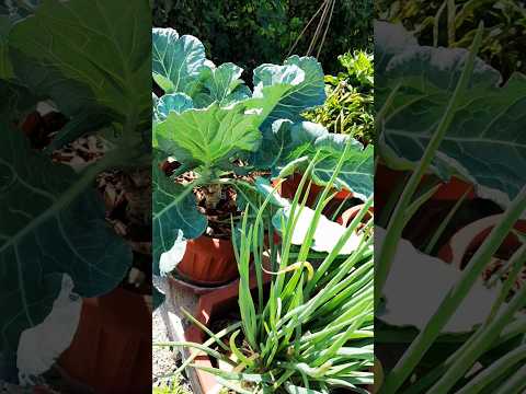 Unlock Giant Container Greens: The Secret Method Revealed!