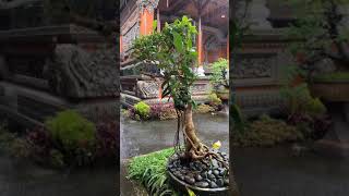 Download lagu Rumah Bali mp3