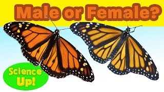 Monarch Q &amp; A: How to tell a male from a female monarch butterfly (or "boy" from "girl")