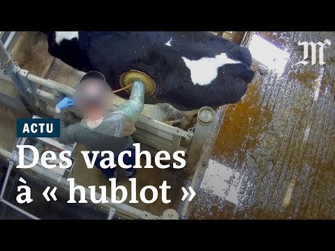 , title : 'Vaches à "hublots" : L214 filme une pratique ancienne mais débattue'