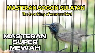 Download lagu Paling ngeriii‼️ MASTERAN SOGON SUPER MEWAH  | The best king of masters bird mp3 Download lagu Paling ngeriii‼️ MASTERAN SOGON SUPER MEWAH  | The best king of masters bird mp3