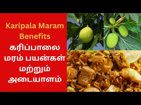 karipala | Karipala Tree in Tamil | Karipala Maram Benefits | Medicinal Uses Explained in Tamil