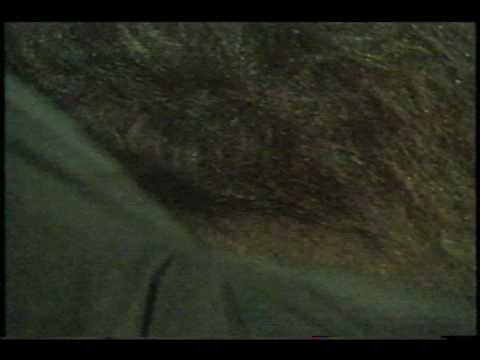 Rage of the Werewolf movie trailer