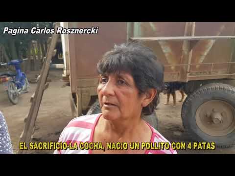 NACIÓ UN POLLITO CON 4 PATITAS EN EL SACRIFICIO Dpto LA COCHA-TUCUMAN