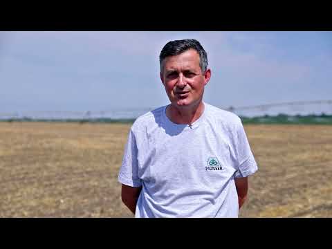 Postrna SETVA KUKURUZA za silazu - U nasem ataru 952