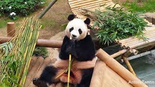 Panda in Everland korea