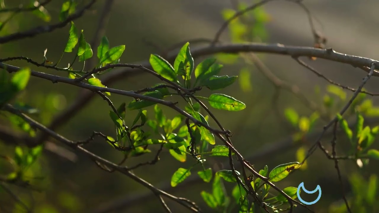 Meditate to Relax Your Mind: Techniques and Benefits