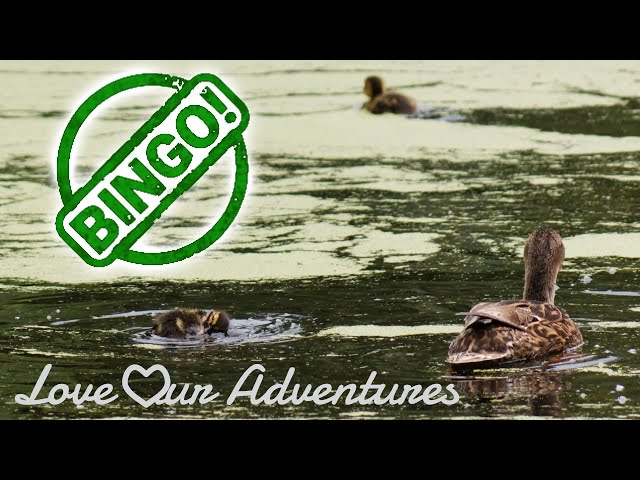 Adventurer's Bingo - outdoor scavenger hunt on a mountain bike Banner