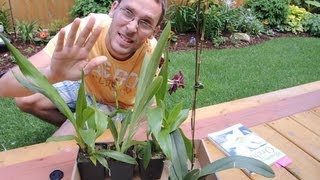 More Orchids from the Discount Rack!