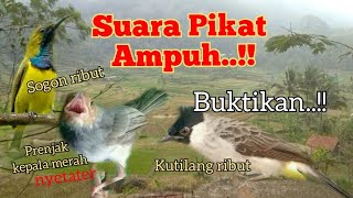 Download lagu Suara Pikat Kutilang Ribut Kombinasi Burcil Paling Ampuh mp3 Download lagu Suara Pikat Kutilang Ribut Kombinasi Burcil Paling Ampuh mp3