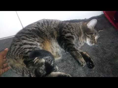 Barmeal (5/5) Movie CLIP - Saved by spaghetti (2004) HD