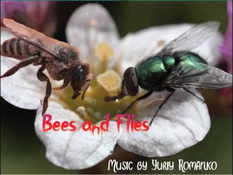 Пчёлы и мухи (Bees and Flies)