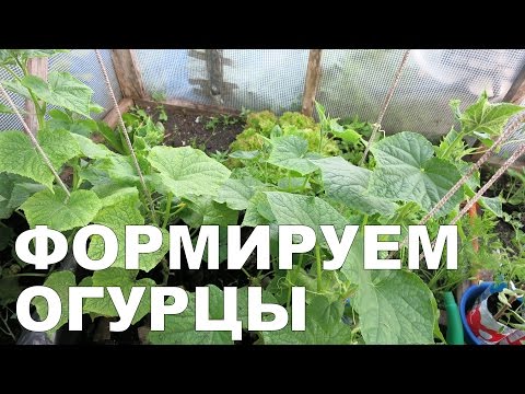 , title : 'Как формировать огурцы / How to form cucumbers'