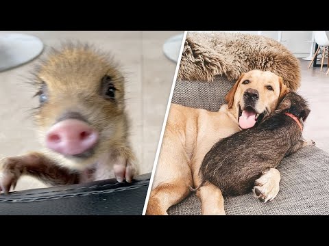 This Baby Boar Thinks She's a Puppy - AWW!