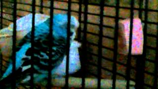 Budgie falling asleep so cute