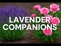 Don’t Plant Lavender Without These! (Most Gardeners Get This Wrong)