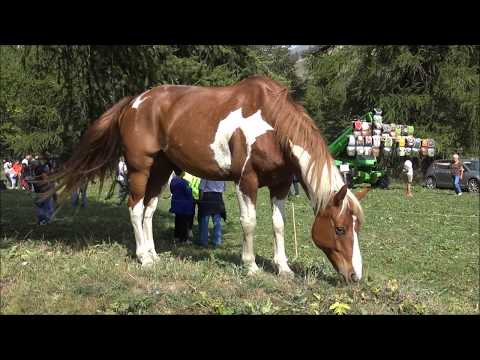 UN CAVALLO PEZZATO AL PASCOLO A PONTECHIANALE IN VALLE VARAITA (CN) DOM. 15 - 9 - 2019