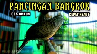 Download lagu PANCINGAN PERKUTUT BANGKOK AGAR BUNYI DAN GACOR. mp3