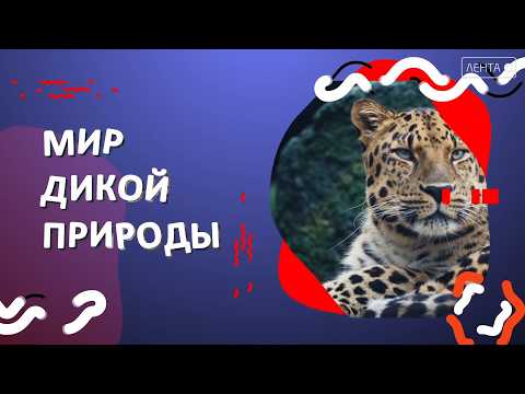 Мир дикой природы. Тигр «сменил гражданство» после шалости на «Земле леопарда»