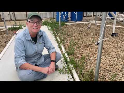 Nurturing BATO Buckets for Optimum Production