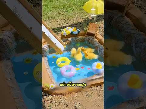 สร้างสวนสนุกให้ลูกเป็ดเล่นน้ำ🦆❤️