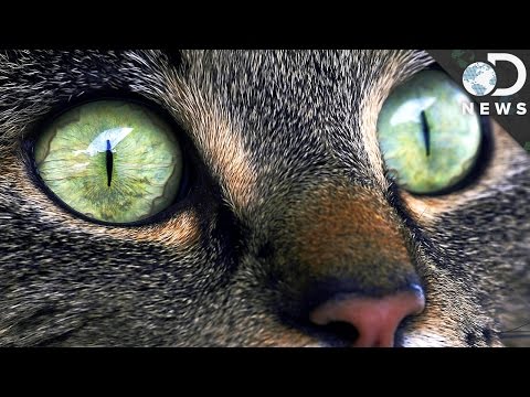 Why Does Your Cat Have Strange Eyes?